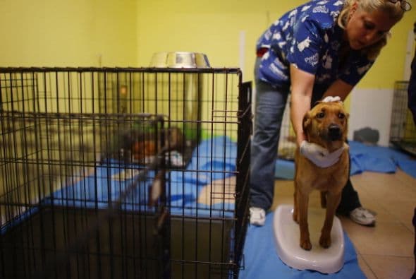 Los refugios a diferencia de las tiendas en las que venden perros te entregan un perro vacunado y te ayudan con la esterilización. Serás dueño de un perro vacunado, o con casi todas sus vacunas.