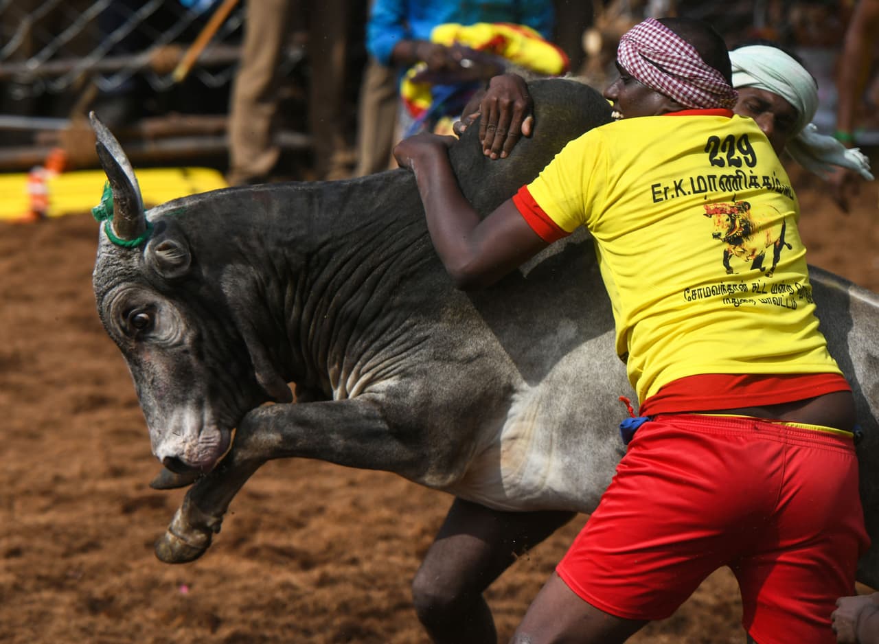 Los domadores buscan mantenerse aferrados a la joroba del toro mientras este intenta escapar.