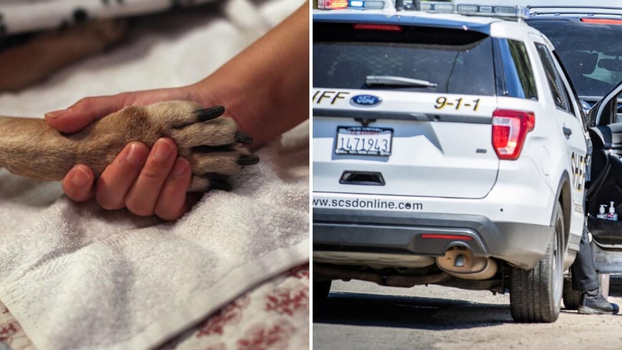 Hacinados y en condiciones deplorables: así encontraron a 150 perros en una casa en Modesto