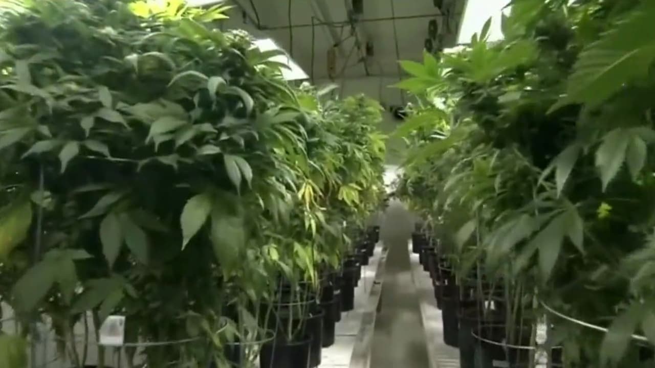 Aumenta el consumo de marihuana entre padres de familia en EEUU; experto en adicciones explica este panorama