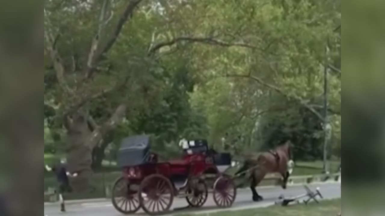 El momento en que un caballo de carruaje pierde el control y causa pánico en un parque de Nueva York