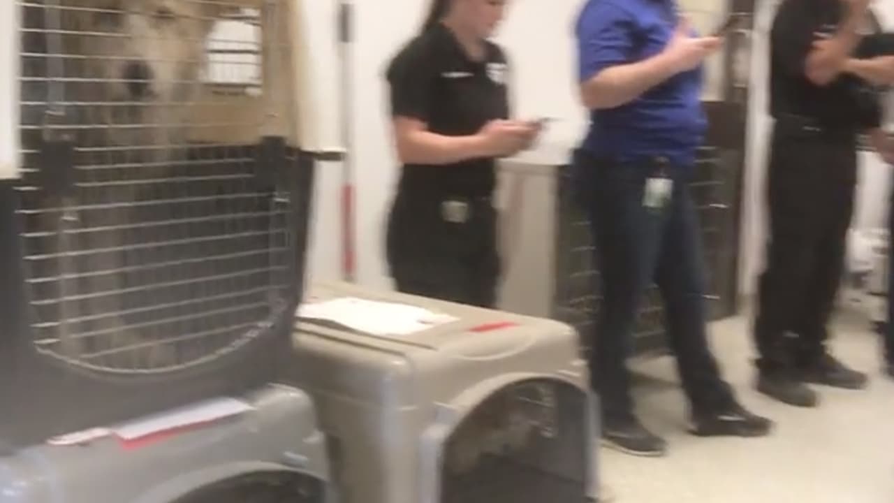 Para reportar casos de crueldad hacia los animales o un animal en peligro, llame al
<b>713-869-7722.</b>