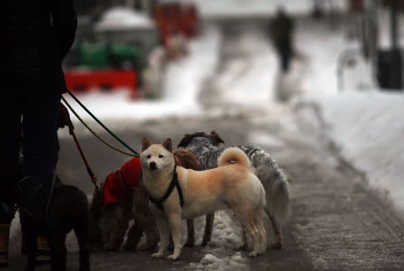 La nieve que deja la tormenta invernal "Pax" en la costa este de Estados Unidos ha causado al menos una decena de muertes, principalmente por accidentes de tráfico, y provocado la cancelación de más de 5.000 vuelos. Washington, está paralizada casi por completo, con acumulaciones de entre 20 y 30 centímetros, lo que ha causado el cierre de las oficinas federales y escuelas; los dos aeropuertos de la ciudad permanecen hoy cerrados. Filadelfia y Nueva York, donde se ha declarado el estado de emergencia, esperan acumular entre 30 y 40 centímetros de nieve y también se espera que las fuertes rachas de viento alcancen 80 kms. por hora. Las autopistas y carreteras en Carolina del Norte sufren desde últimas horas de la tarde del miércoles enormes atascos, en gran medida provocados porque muchos conductores decidieron abandonar sus vehículos en la calzada ante la imposibilidad de seguir su camino debido a las placas de hielo y las acumulaciones de nieve. En Atlanta cerca de 250.000 hogares se mantienen sin suministro eléctrico. Las mayores acumulaciones de nieve ocurrirán entre hoy y mañana a lo largo del corredor de la Interestatal 95, que recorre el nordeste del país, incluyendo las áreas metropolitanas de Washington, Baltimore (Maryland), Nueva York y el interior de Nueva Inglaterra.