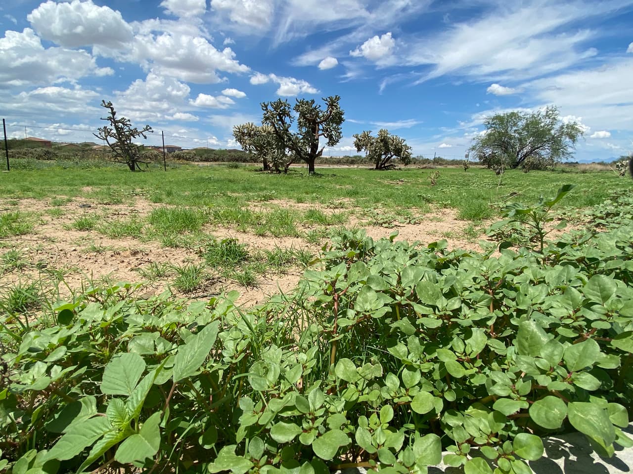 Si transitas por las diferentes vías del sur de Arizona se observa el verde de las montañas y los prados que rodean los cactus y saguaros.