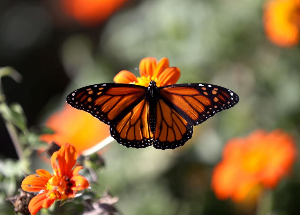 Las mariposas monarca se están agrupando a lo largo de la costa de California, ofreciendo un espectáculo natural impresionante para los amantes de la naturaleza y los entusiastas de las mariposas. Si estás interesado en presenciar este fenómeno asombroso, aquí te presentamos una lista de lugares donde puedes ver a las mariposas monarca en California.