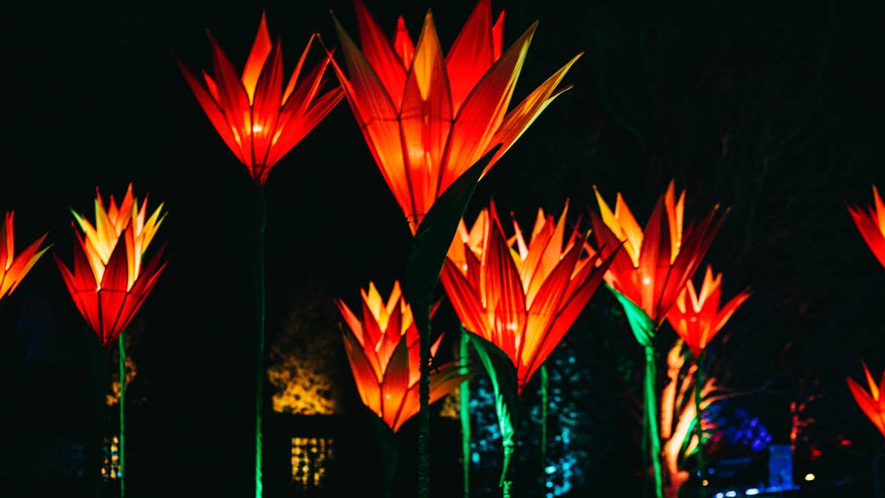 "Jigantics" es la exposición de flores iluminadas más grandes del mundo.