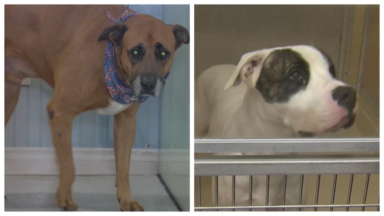 Advierten a dueños de perros por virus altamente contagioso que se está propagando en el sur de Florida 