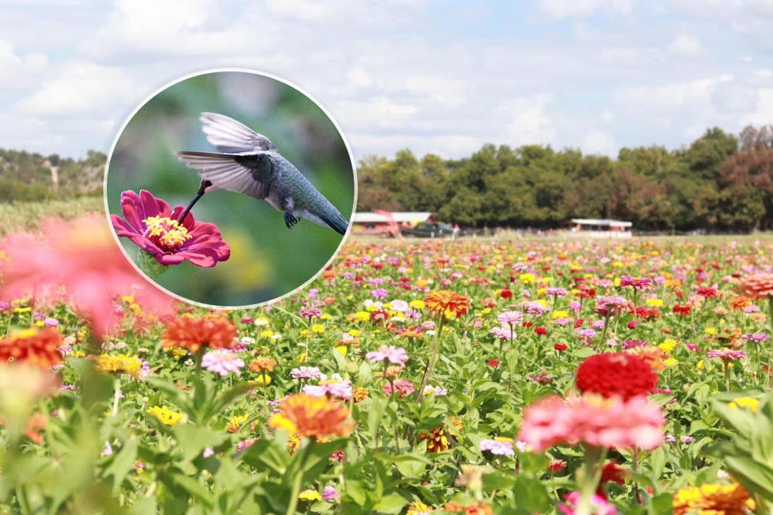 Reabre finca que permite cortar y llevarte todas las flores que desees por $5