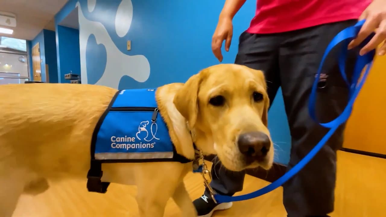 Conoce a "Parks", el perro que juega y apoya a pacientes del Hospital Infantil Arnold Palmer de Orlando