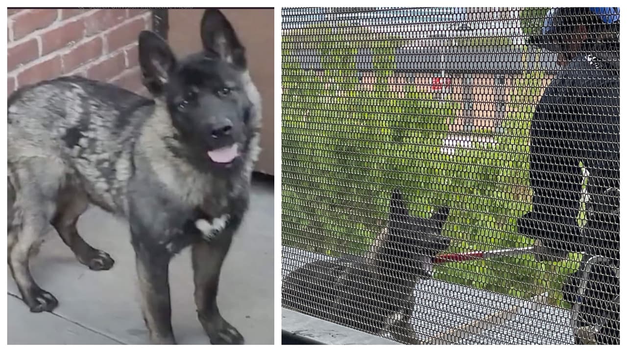 Bailey, el cachorro paseador que se escapó de su hogar en Brooklyn y apareció en otro estado