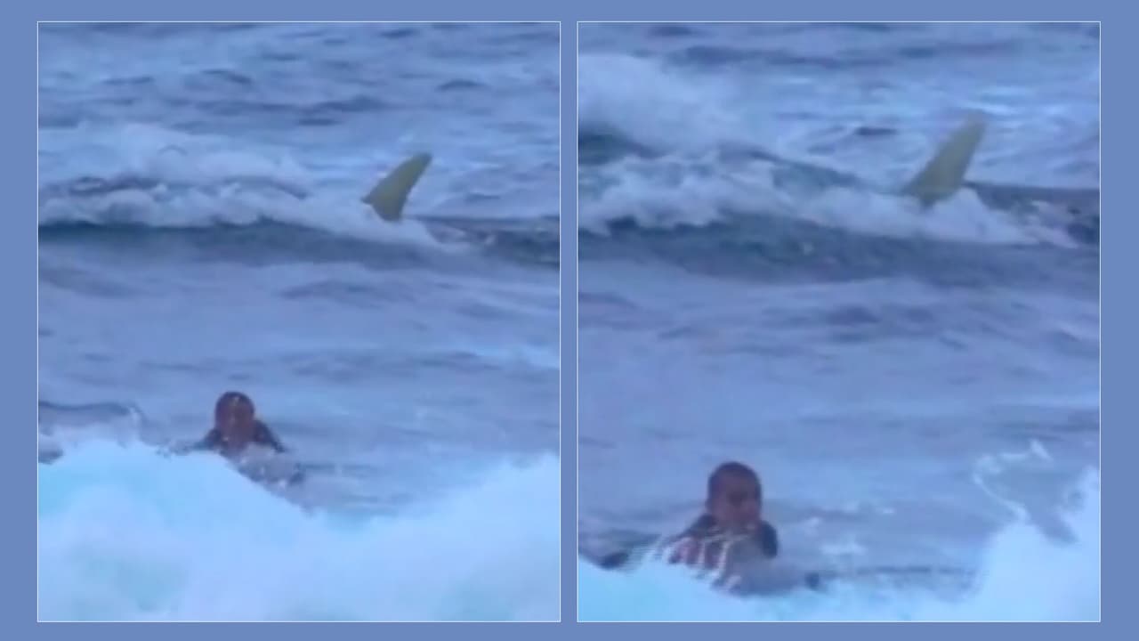 Captan a surfista en medio de una pelea entre un tiburón y una mantarraya