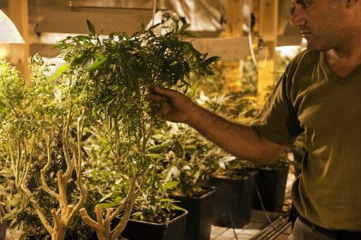 Por primera vez en cuatro décadas una mayoría de estadounidenses favorece la legalización del uso de la marihuana, con un 52% a favor frente a un 45% en contra, evidenciando un creciente cambio de actitud aún entre personas de edad avanzada, reveló una nueva encuesta publicada por el Centro Pew de Investigaciones.