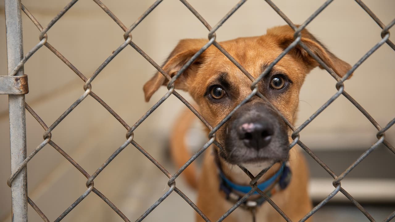 Refugios en Tampa enfrentan crisis: Más de 300 Refugios en Tampatras huracán Debby