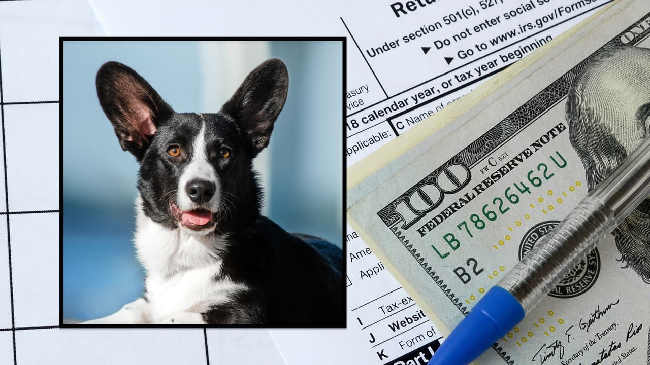 Tu mejor amigo, los taxes y el IRS: ¿Las mascotas son deducibles de la declaración de impuestos?