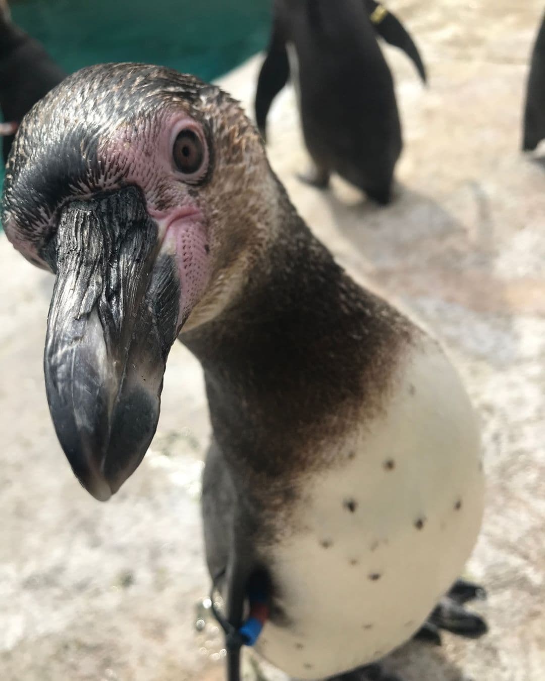 Tiernos, juguetones y curiosos: así disfrutan la Orden de Refugio los pingüinos de Pensilvania
