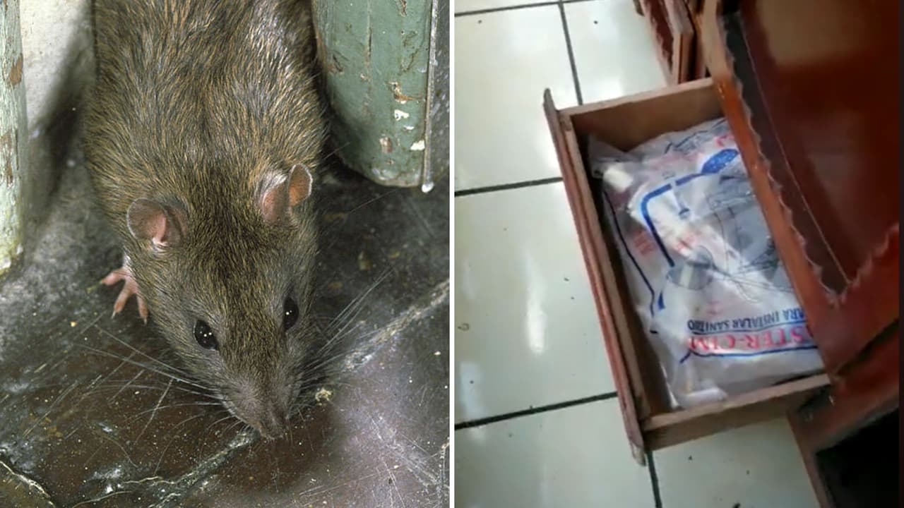¿Una rata que "vuela"? Roedor encontrado en un cajón asombra a internautas por cómo huye