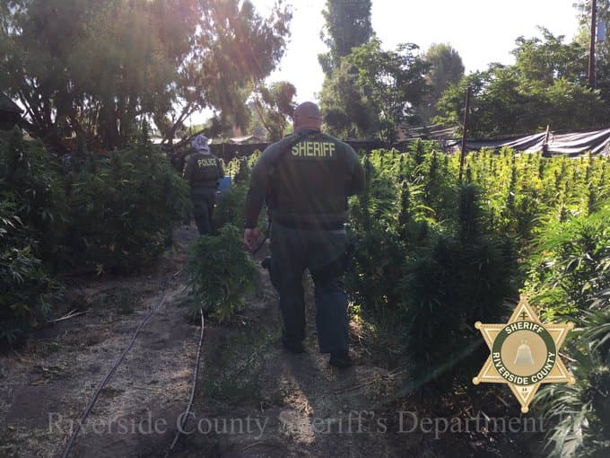 Matan a tiros a 7 personas en una casa donde sembraban marihuana ilícita en California