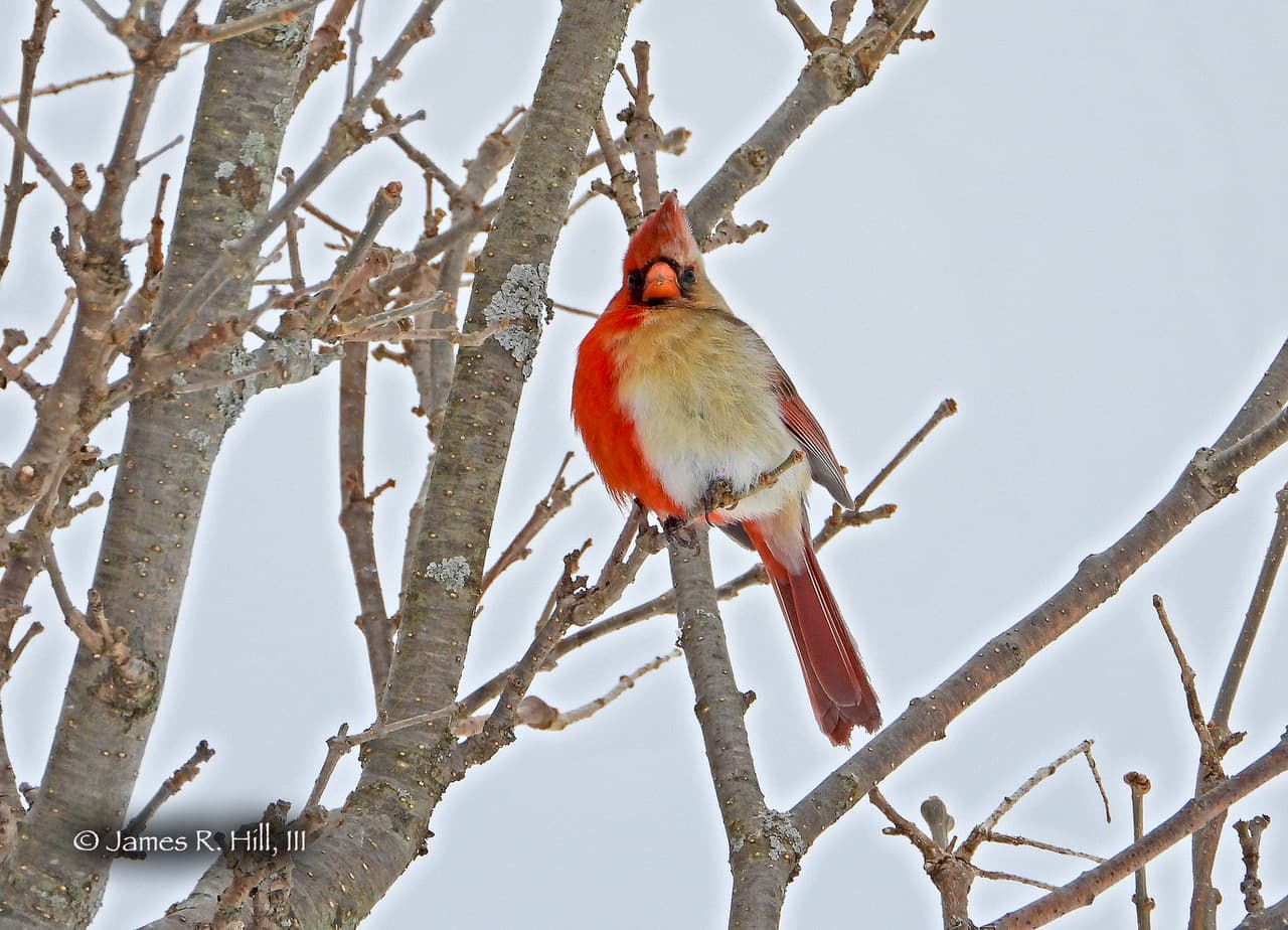 El hallazgo del extraño cardenal mitad hembra, mitad macho