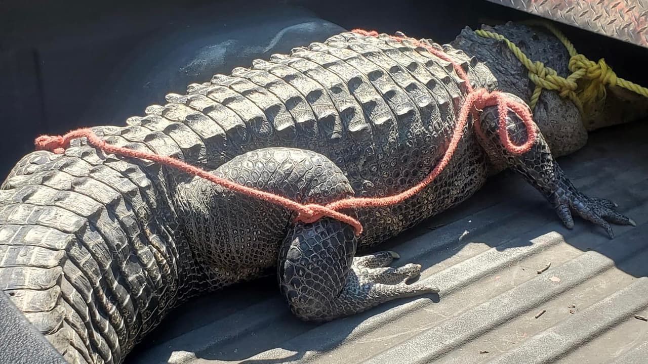 El caimán medía entre 11 y 12 pies. Un equipo especializado tuvo que capturarlo y luego fue liberado en su hábitart