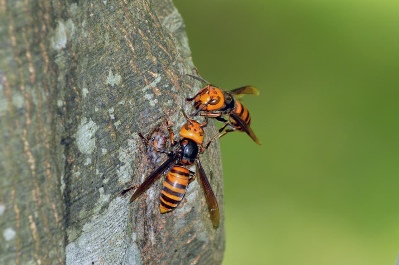 El avispón gigante asiático o 
<b>Vespa mandarinia</b>, como es su nombre científico, llegó a territorio estadounidense y hay que tener extremo cuidado.