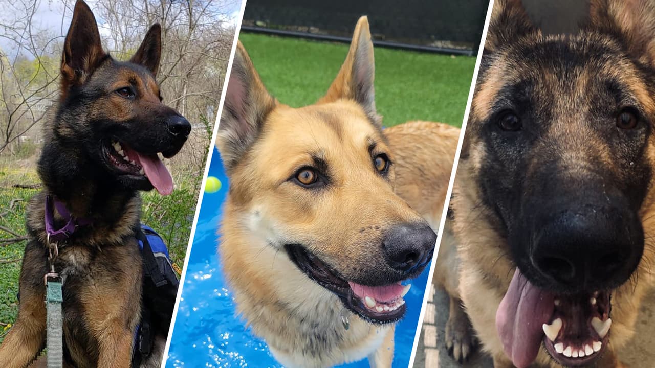 Encuentran a ocho pastores alemanes abandonados en Nueva Jersey