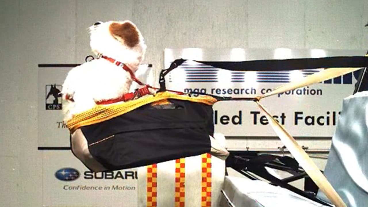 Por años 
<a href="https://www.univision.com/temas/subaru">Subaru</a> se ha venido posicionando como una marca de vehículos que se distinguen por ser seguros y amigables para el transporte de mascotas. Como parte del lanzamiento de su nueva 
<a href="https://www.univision.com/carros/con-su-ascent-2019-subaru-nos-ofrece-de-nuevo-una-suv-con-tres-filas-de-asientos-fotos">Subaru Ascent</a>, su nueva 
<a href="https://www.univision.com/temas/crossovers">crossover</a> de 3 filas de asientos, el fabricante se alió con ‘Center for Pet Safety’ para determinar cuál es el lugar y la forma más segura para transportar mascotas dentro de este tipo de vehículos.