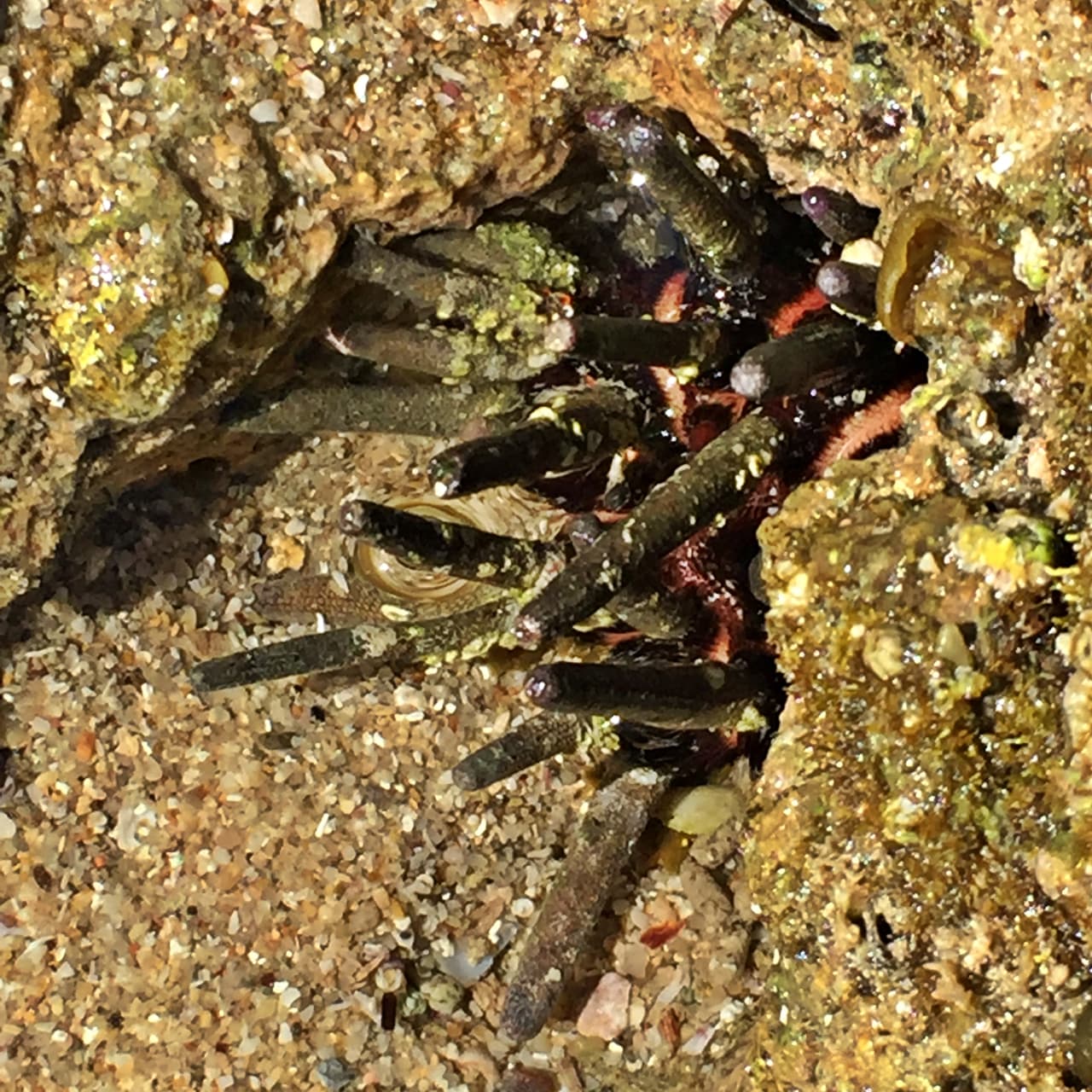 Después de pasar un día conectados con la naturaleza, los visitantes y residentes de esta maravillosa región incrementaron sus conocimientos y apreciación del océano y terminaron motivados para difundir la importancia de tener un océano saludable, sin basura y con una biodiversidad saludable.