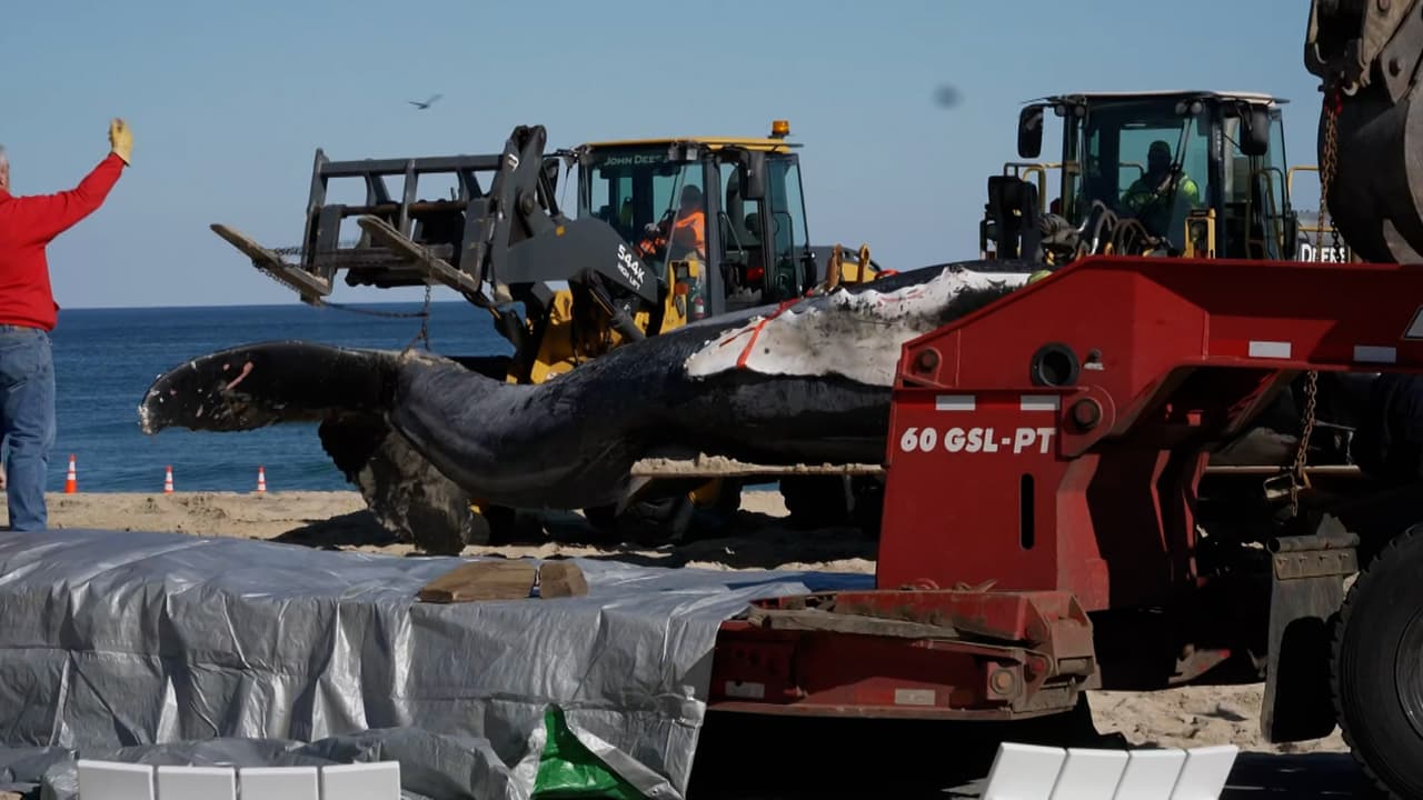 Remueven cuerpo de ballena hallada en playas de Nueva Jersey; suman 9 muertas en dos meses