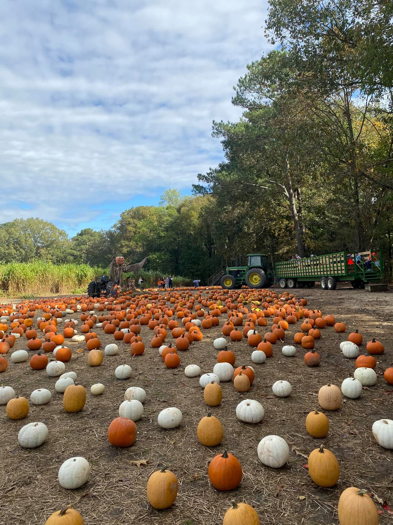 <b><a href="https://naylorfamilyfarm.com/">Naylor Family Farm (Fuquay Varina)</a></b>. Naylor Family Farm es otra empresa familiar que se encuentra cerca de Fayetteville y Raleigh. Aunque tienen un paseo tirado por un tractor hasta el huerto de calabazas donde puedes elegir tu propia calabaza, eso es solo el comienzo. Hay muchas otras cosas que hacer, como ir a la minería de gemas, conocer a los animales de la granja, jugar en la cuna de maíz, viajar en el tren de barriles, perderse en el laberinto de maíz de 10 acres o incluso jugar un juego desafiante de "captura la bandera” en el fuerte de la torre de la granja de 22 pies.
<br>
<br>
<b><a href="https://g.page/NaylorFamilyFarm?share">Cómo llegar</a></b>