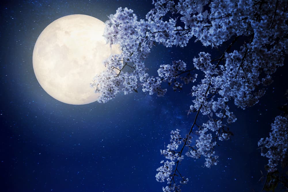 La luna de las flores de mayo este año ocurre en medio de un paisaje astrológico singular con Venus, planeta del amor, Mercurio, que rige las comunicaciones y Marte, dínamo energético todos directos y en posiciones muy armoniosas lo cual es un buen augurio para todos los signos y elementos.