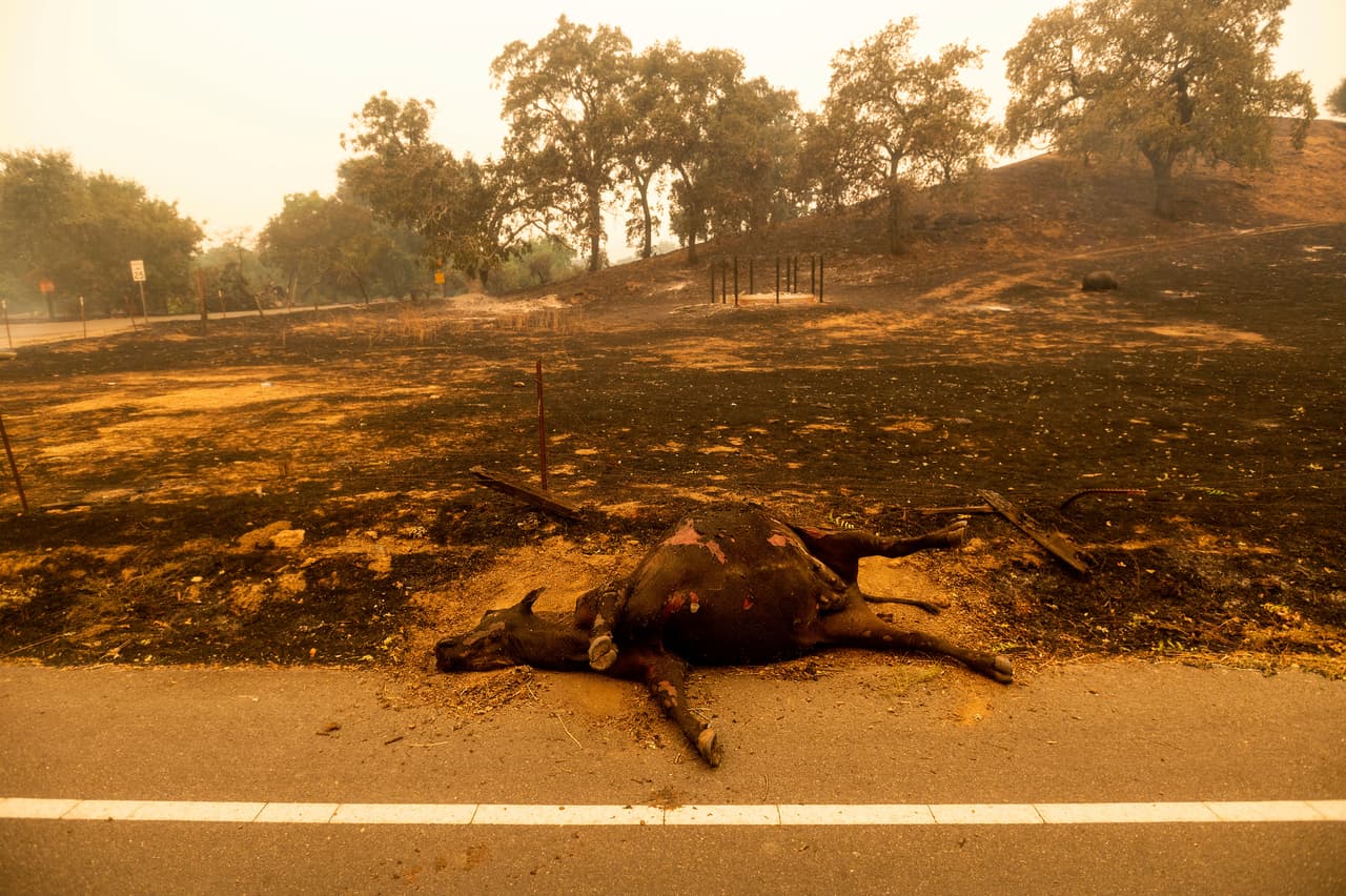 Aumenta el número de animales muertos debido a la ola de calor y los incendios forestales