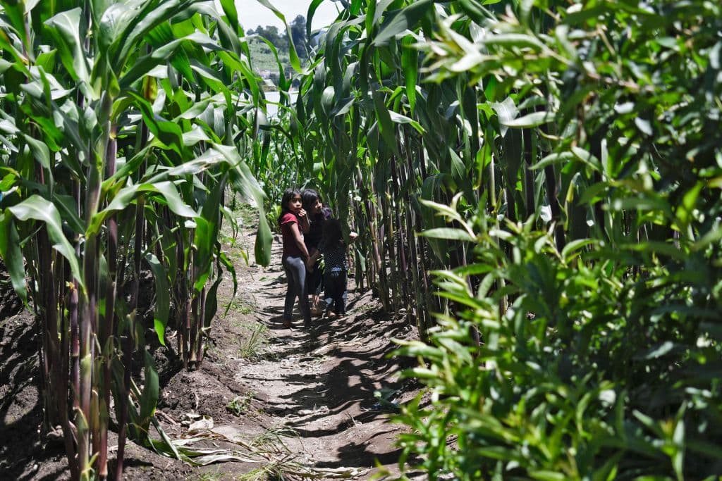 Niños en la aldea de Tzucubal, en Nahuala, Guatemala.