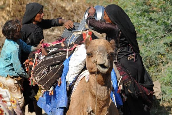El premio Rey Abdelaziz incluye quince galardones por categorías en las que los animales compiten según el color de su cabello, como rubio, blanco puro, amarillo con puntos negros, el blanco-rojizo y negro, entre otros.