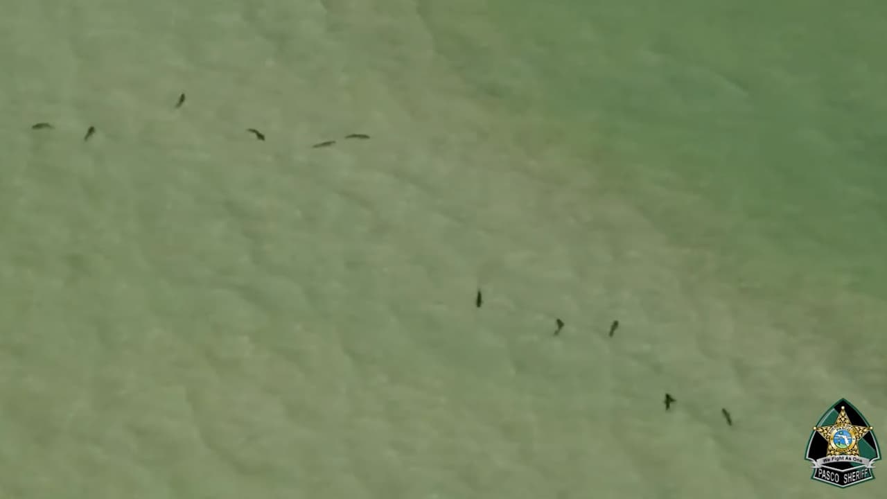 Captan decenas de tiburones nadando cerca de la isla Anclote en el condado de Pasco
