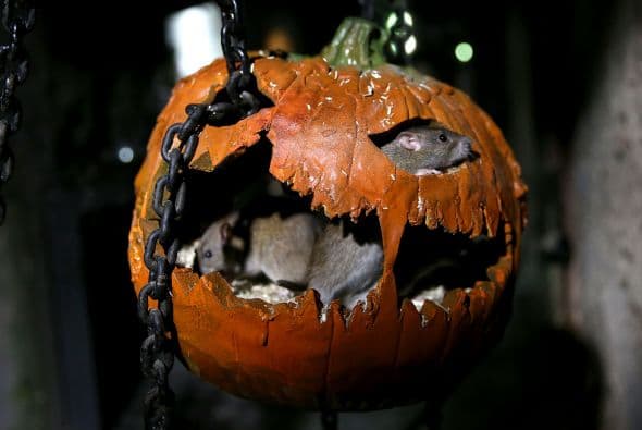 Se podrá disfrutar de un ambiente terrorífico y mucha diversión.