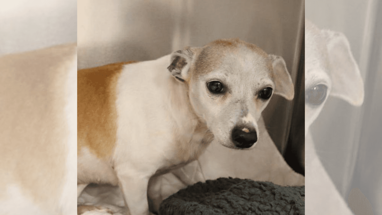 Buscan a sospechoso que aparentemente hirió a un perro chihuahua encontrado en la I-30