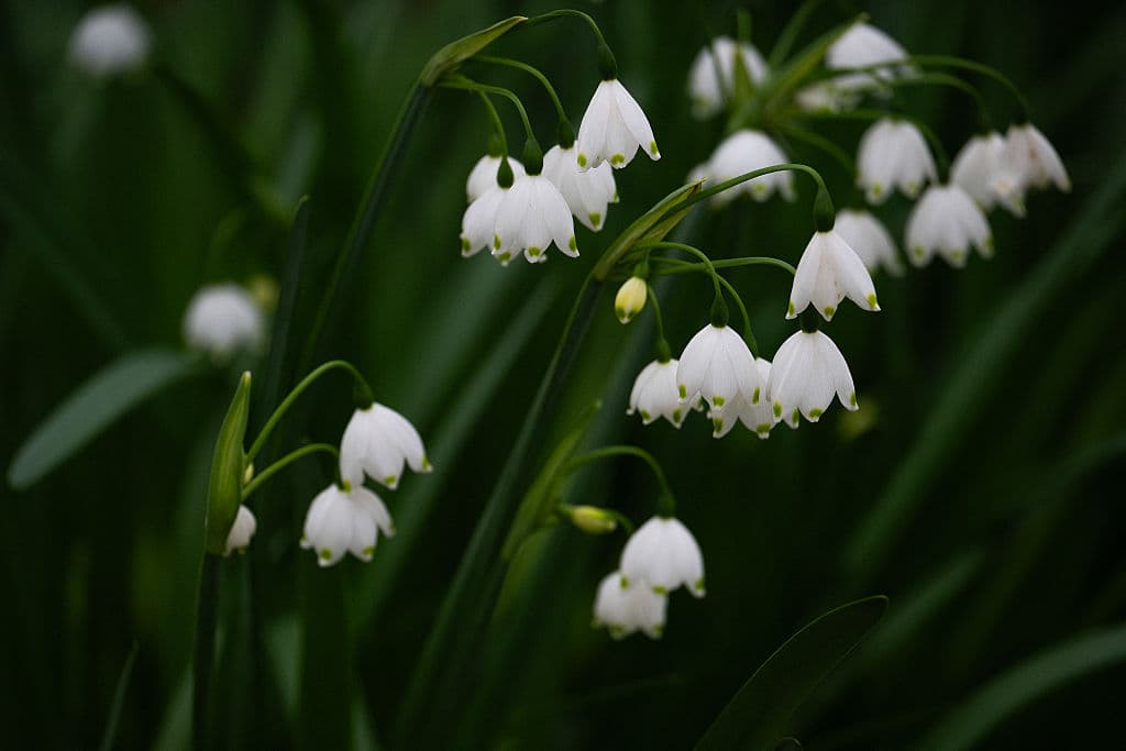 En los jardines se observan también los llamados 'Copos de nieve' primaverales, que ofrecen una imagen tan delicada como potente.