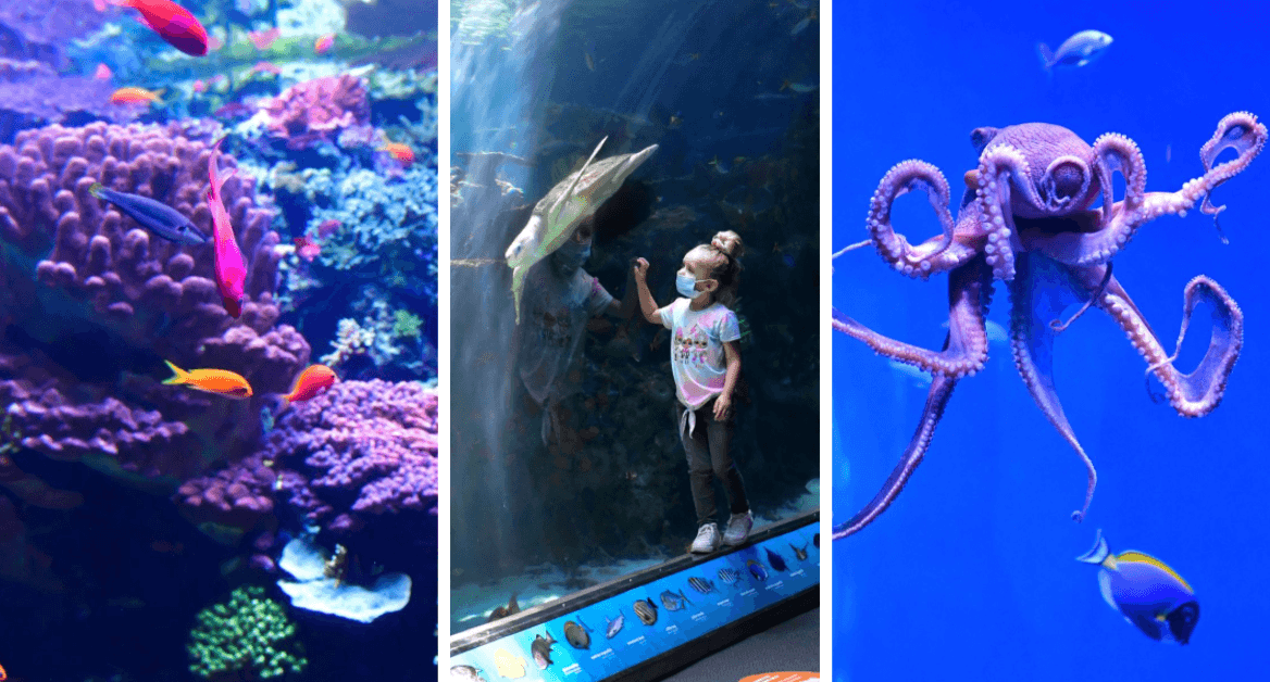 La iniciativa del acuario busca festejar la temporada y al mismo tiempo dar a conocer una gran variedad de especies marinas de los distintos océanos.