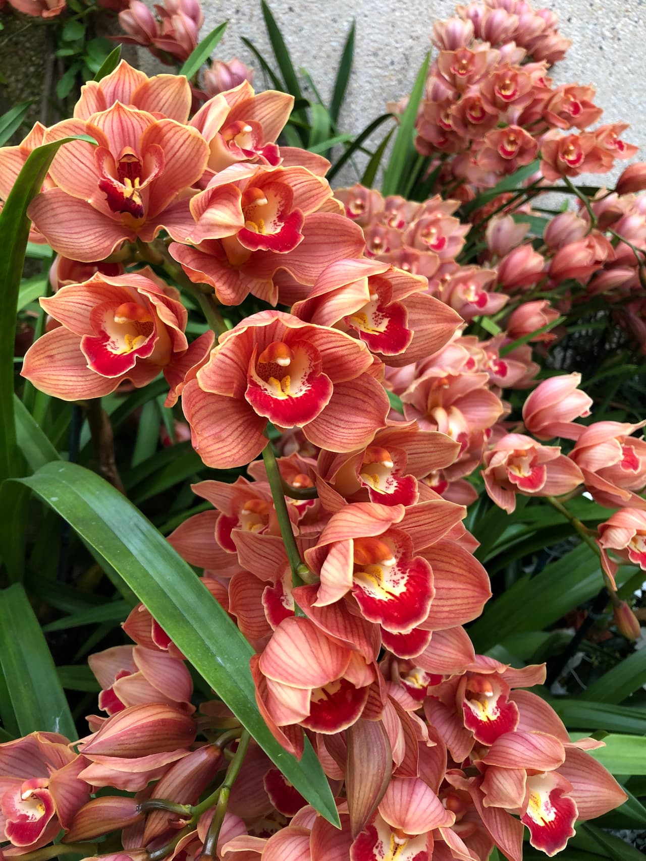 Las Orchidaceae son bien conocidas por las muchas variaciones estructurales en sus flores.
<br>
<br>Algunas orquídeas tienen flores individuales, pero la mayoría tiene un racimo.
