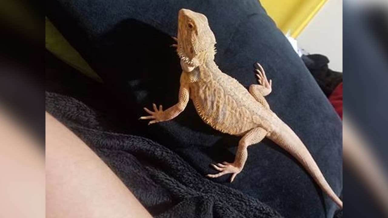 "La princess 🤗 de mi hogar... se llama👑 DUQUEZA. Es una (hembra de) dragón barbudo. Todos la queremos mucho somos una familia completa 💓 👨‍👩‍👦‍👦🦎", escribió Diana Solis.