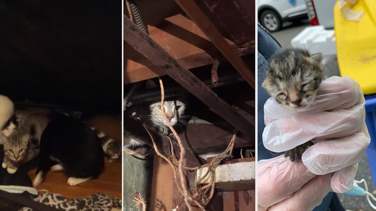Más de 100 gatos que vivían en “condiciones insalubres” son rescatados en Nueva Jersey