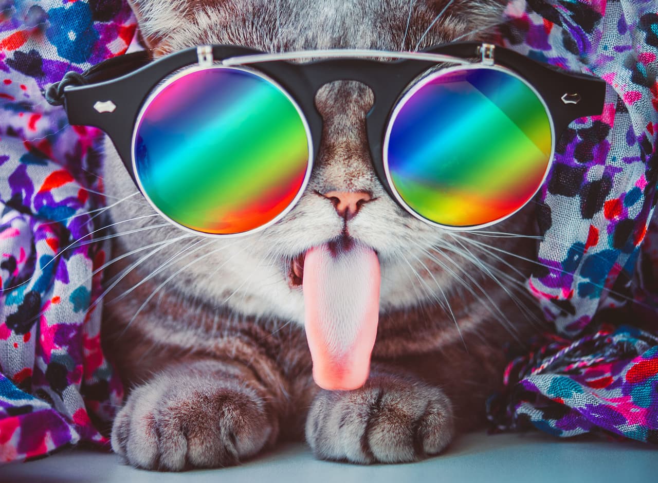 Los lentes y las pajaritas son la moda gatuna en esta primavera-verano.