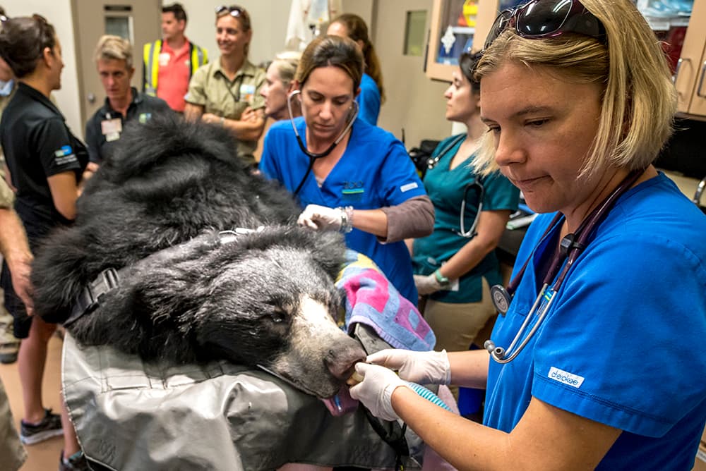 El portavoz de zoológico de Miami, Ron Magill, anunció que los cuidadores del zoológico notaron que el oso había vomitado en más de una ocasión y se mostraba con poco apetito.