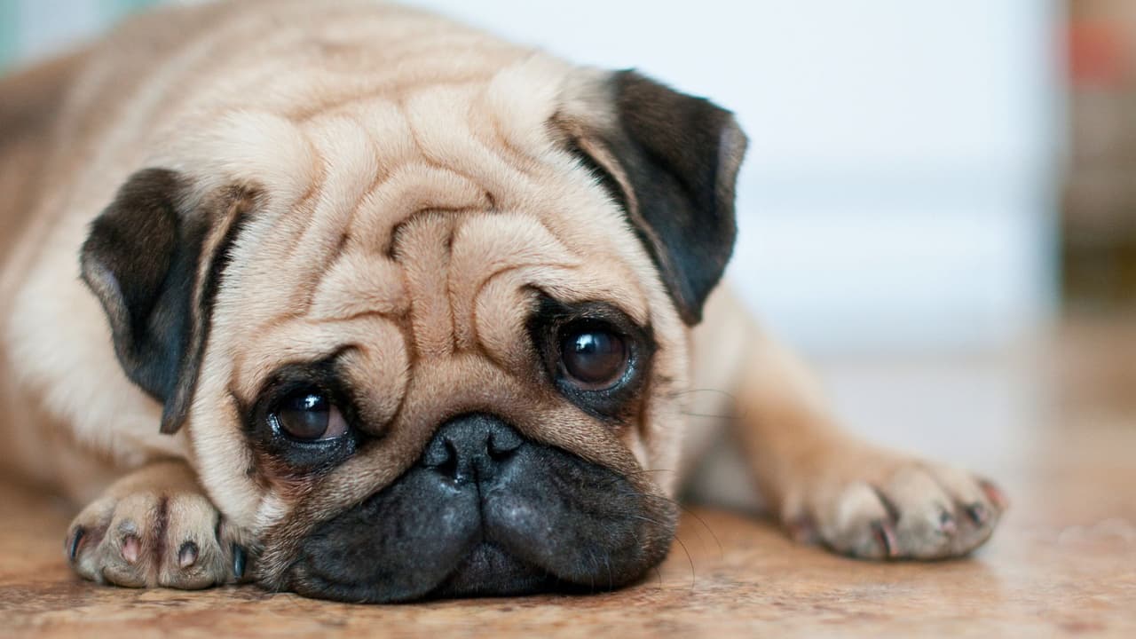 <h3 class="cms-H3-H3">4. Pulgas, garrapatas y mosquitos: enemigos invisibles</h3>
<br>El tiempo cálido de Texas favorece la proliferación de parásitos. 
<b>Las picaduras de mosquitos pueden transmitir enfermedades como la filariosis (gusano del corazón), mientras que las garrapatas y pulgas pueden contagiar desde anemia hasta erliquiosis.</b>
<br>
<b>Recomendación: </b>Consulta con un veterinario sobre tratamientos preventivos. Hay collares, pipetas y pastillas que ayudan a 
<b>proteger a tu mascota durante todo el año. </b>