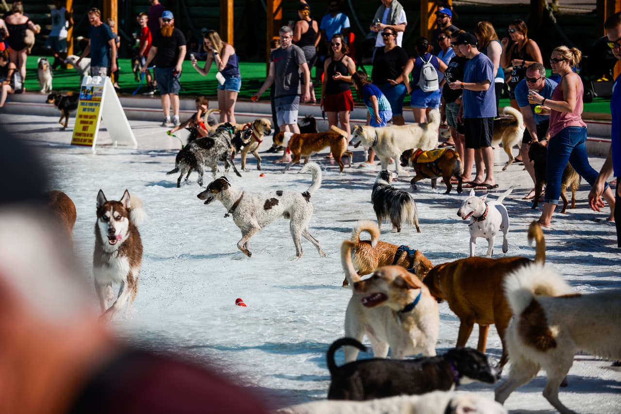 Un grupo de personas espera a sus mascotas en la orilla.