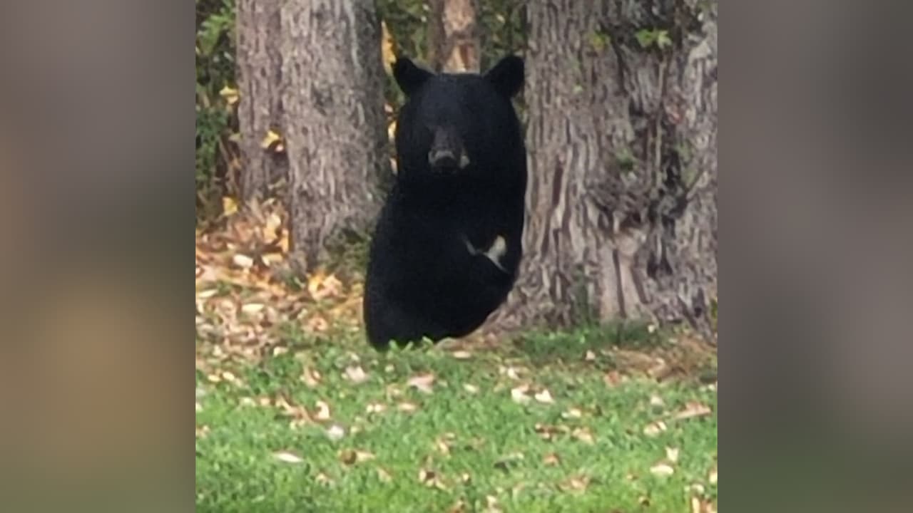 Osos negros de Nueva Jersey se salvan de cacería... por ahora
