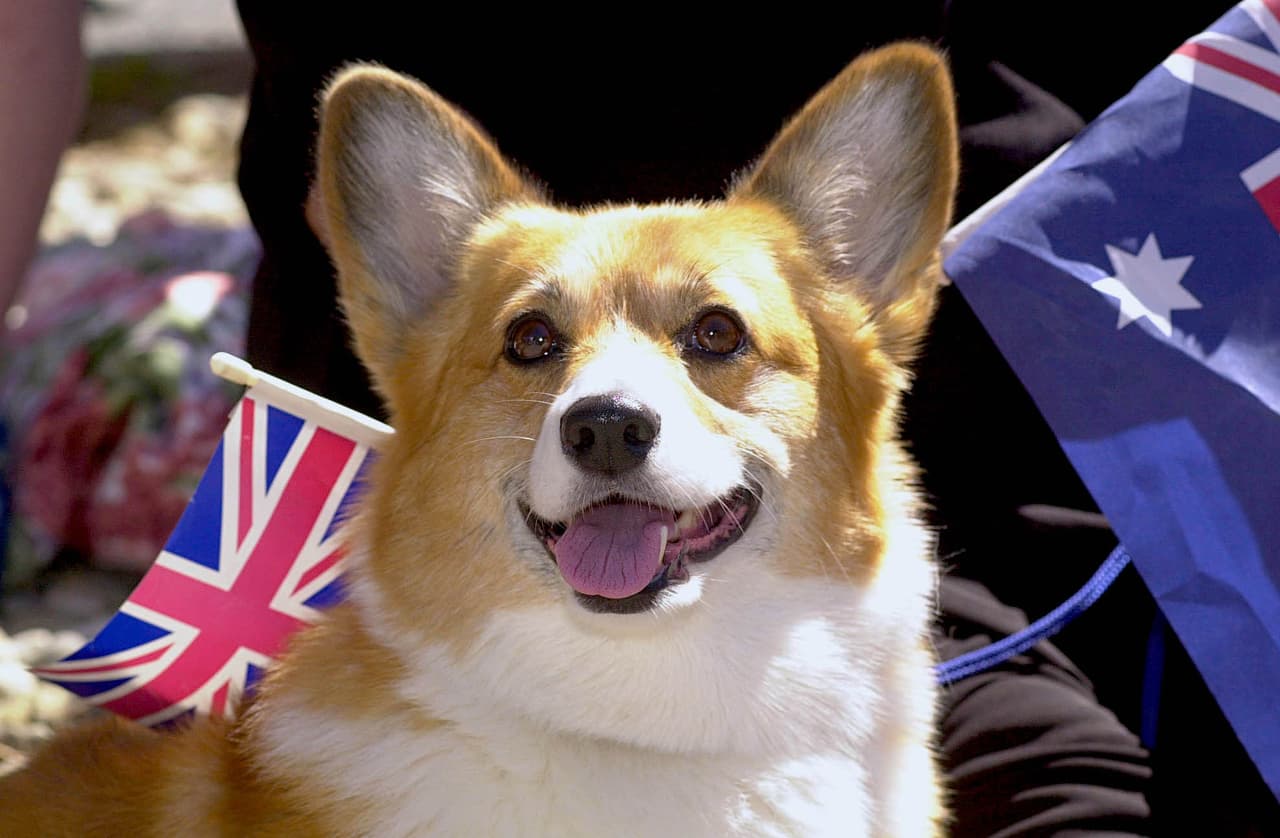 Corgi