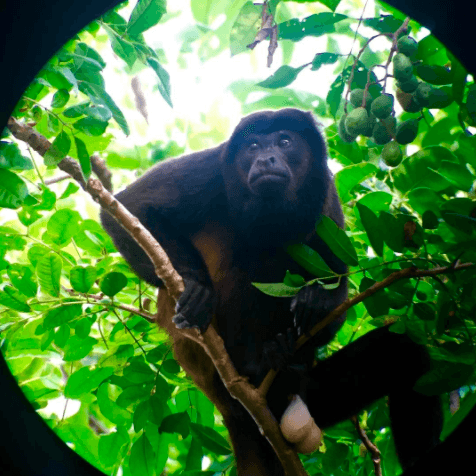 "Este mono congo sí que tiene huevos", comentó la actriz, generando casi 30 mil 'me gusta' y más de 900 comentarios.