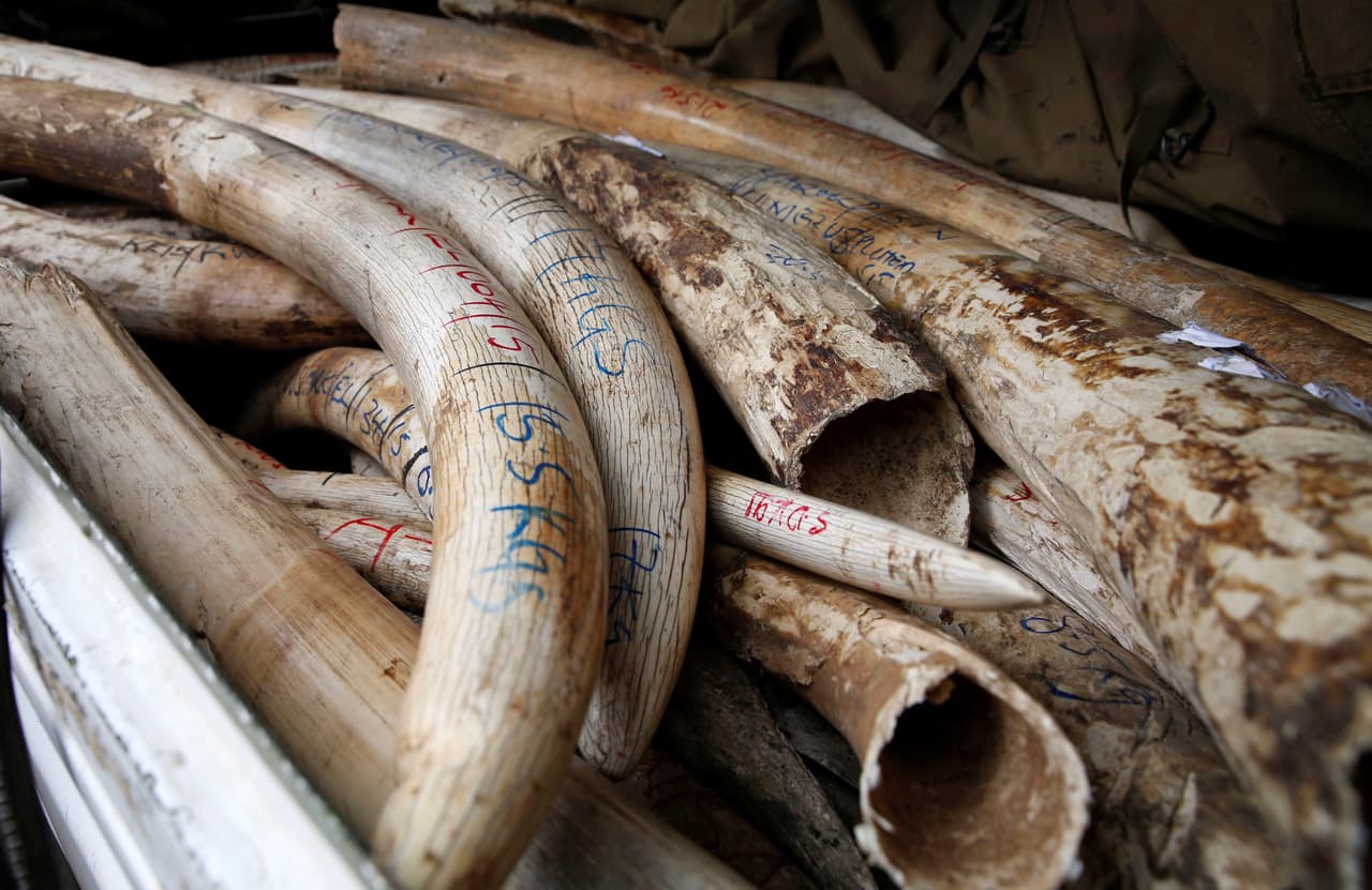 Una fracción de las decenas de cuernos que fueron confiscados en Kenia. Foto de Thomas Mukoya para Reuters.