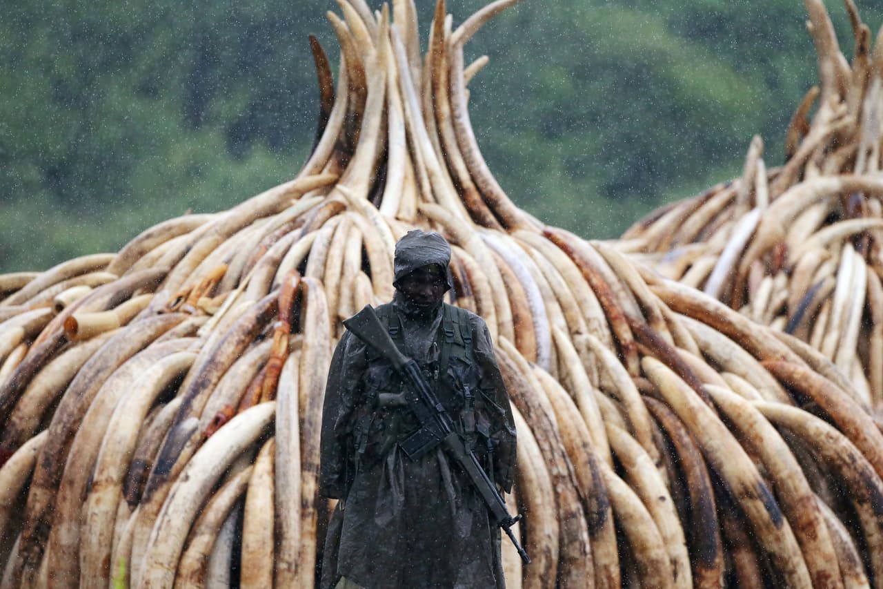 Un agente del Servicio de Vida Salvaje de Kenia resguarda bajo la lluvia el marfil y cuernos apilados que fueron confiscados a contrabandistas. Foto de Siegfried Modola para Reuters.
